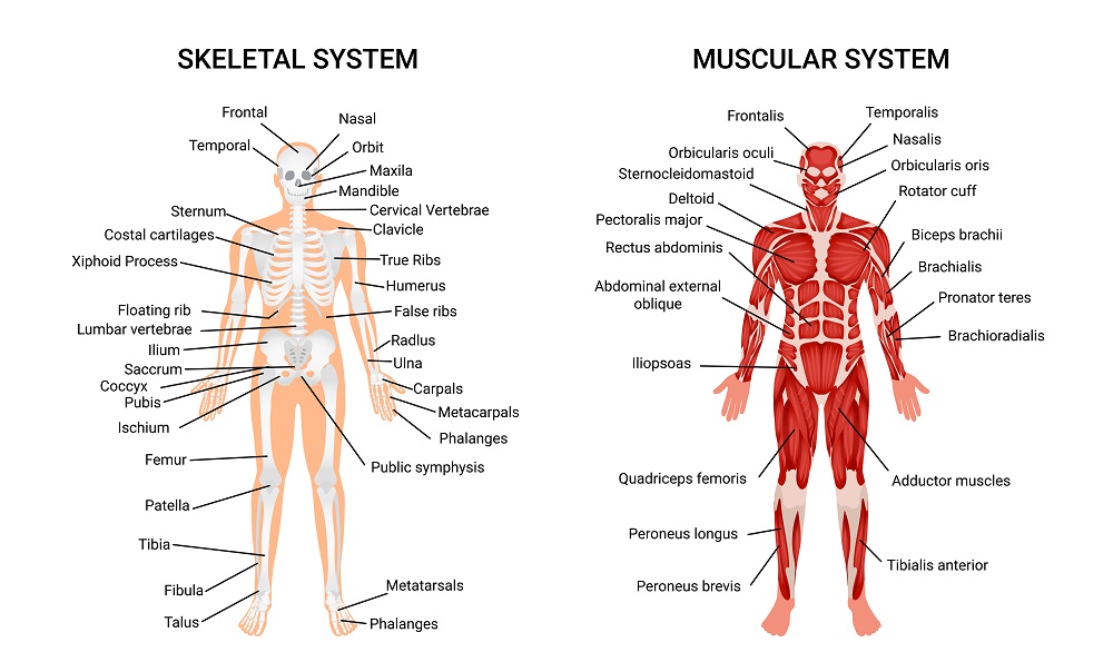 Human Muscular Skeletal Systems Poster
